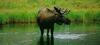 Moose (Alces alces)