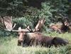 Moose (Alces alces)  bull