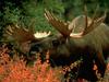 Moose (Alces alces)  bull