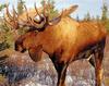 Moose (Alces alces)