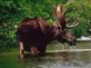 Moose (Alces alces)