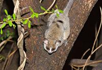 Lesser Bushbaby (Galago moholi) AKA South African Lesser Bushbaby