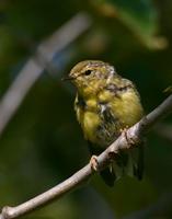 Townsends Warbler    Baby  Maybe????