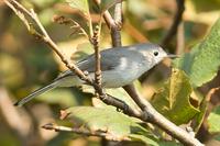 Blue-gray Gnatcatcher