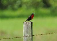 Red-breasted Blackbird profile  