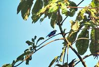 Golden-hooded Tanager side-view  