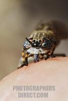 Notch horned cleg ( Haematopota pluvialis ) on human skin sucking blood stock photo