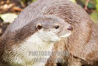 European Otter stock photo