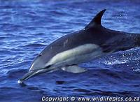 Common Dolphin - Delphinus delphis