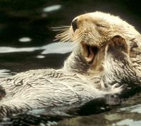 Sea Otter