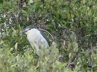 Black-crowned Night Heron