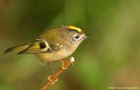 Goldcrest Regulus regulus