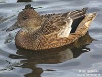 Falcated duck Anas falcata