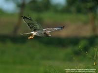 Pied Harrier Circus melanoleucos Rare/Accidental