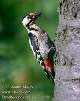 Dendrocopos syriacus 11186 UK: Syrian Woodpecker DE: Blutspecht FR: Pic syriaque ES: Pico Sirio ...