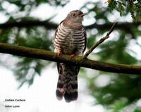 Indian Cuckoo » Cuculus micropterus