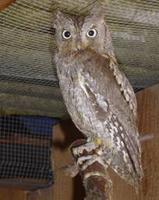 Zwergohreule (Otus scops)