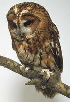 Tawny Owl (Strix aluco)