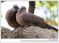 Spotted Dove