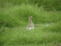 Pectoral Sandpiper (Calidris melanotos)