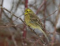 Yellowhammer (Emberiza citrinella)