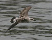 Lesser Black-backed Gull (Larus fuscus), 1K