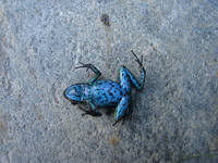 : Ameerega simulans; Dart Poison Frog