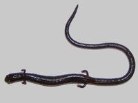 : Batrachoseps nigriventris; Black-bellied Slender Salamander