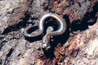 : Batrachoseps nigriventris; Black-bellied Slender Salamander