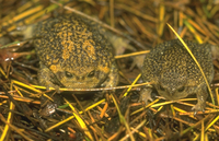 : Breviceps verrucosus; Plaintive Rain Frog