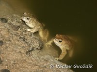 : Bufo mauritanicus
