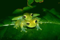 : Cochranella spinosa