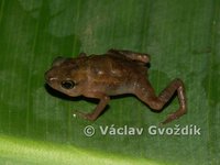 : Didynamipus sjostedti