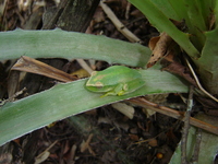 : Hypsiboas raniceps