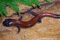 : Plethodon yonahlossee; Yonahlossee Salamander