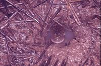 : Pleurodema brachyops;
