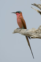 : Merops nubicoides; Southern Carmine Bee-eater