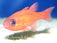 : Apogon guadalupensis; Guadelupe Cardinalfish