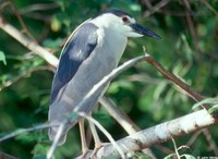 : Nycticorax nycticorax hoactii; Black-crowned Night Heron (adult)