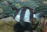 : Dascyllus aruanus; Three-striped Damselfish