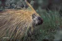 : Erethizon dorsatum; Porcupine