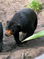 : Helarctos malayanus; Sun Bear