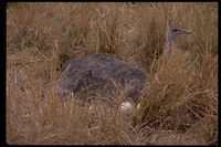 : Struthio camelus camelus; Common Ostrich