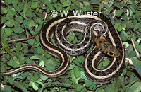 : Amphiesma stolata; Striped Keelback