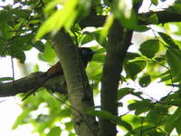 Terpsphone atrocaudata Black Paradise Flycatcher サンコウチョウ♀