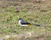노랑할미새 [gray wagtail]