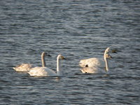 Cygnus bewickii Bewick's Swan コハクチョウ