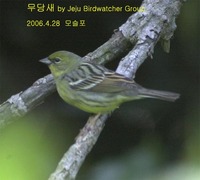 무당새Yellow Bunting