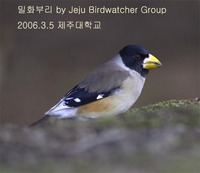 밀화부리 Yellow-billed Grosbeak