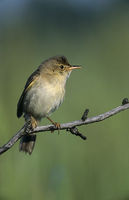 łozówka Acrocephalus palustris